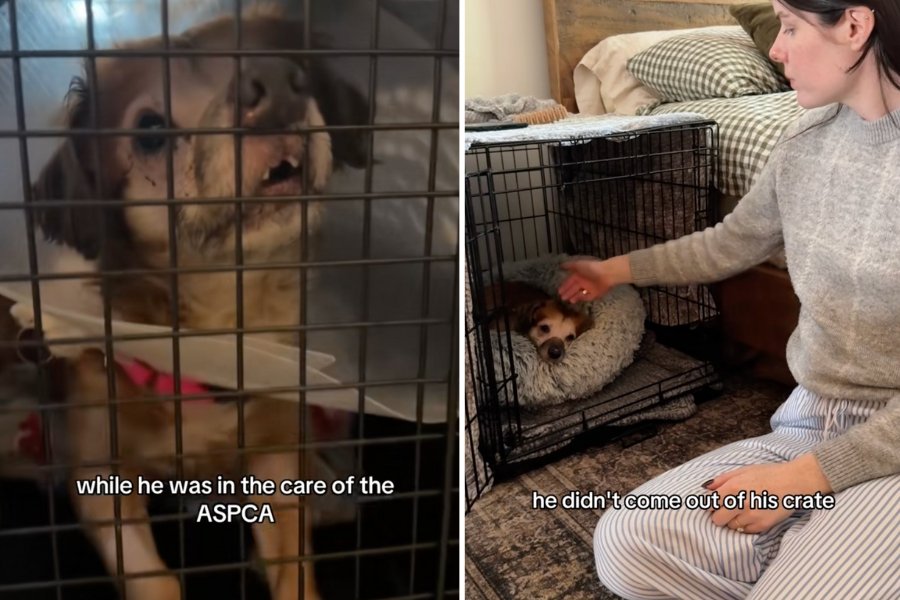 tiki, isabel klee, simon sits, rescue dog, shelter dog, animal abuse