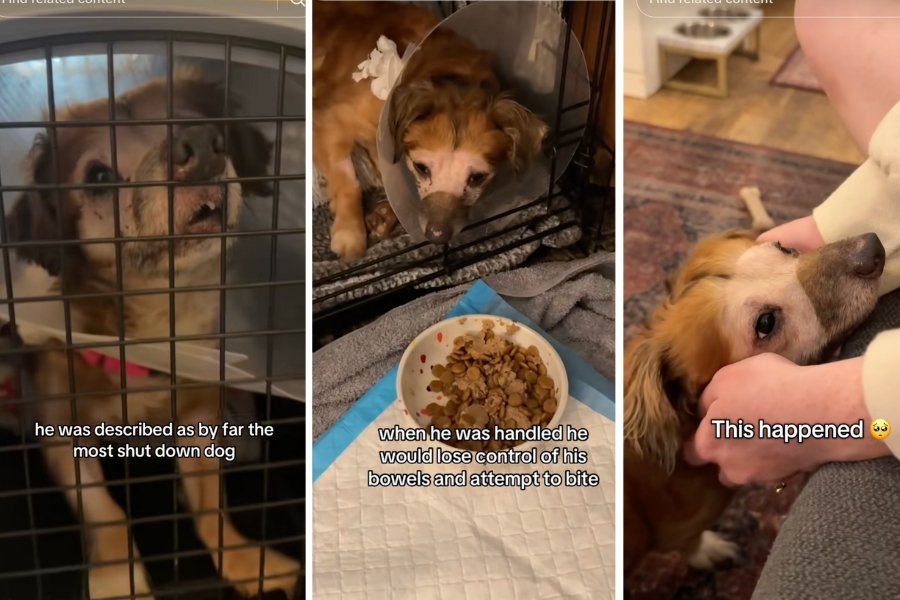 Severely traumatized dog has breakthrough 13 days into foster care and everyone's bawling
