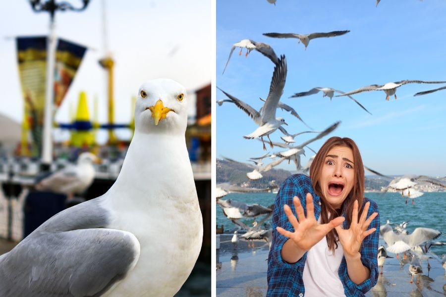seagulls; pigeons; seagulls stealing food; seagulls scary; birds; seagulls killing whales; seagulls attacking people