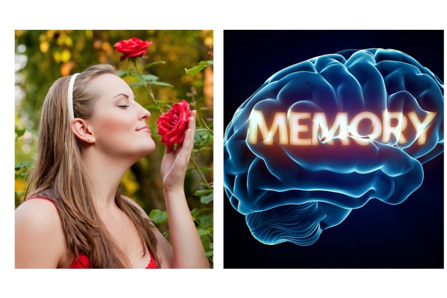 smell, memories, flowers, brains, olfactory bulbs