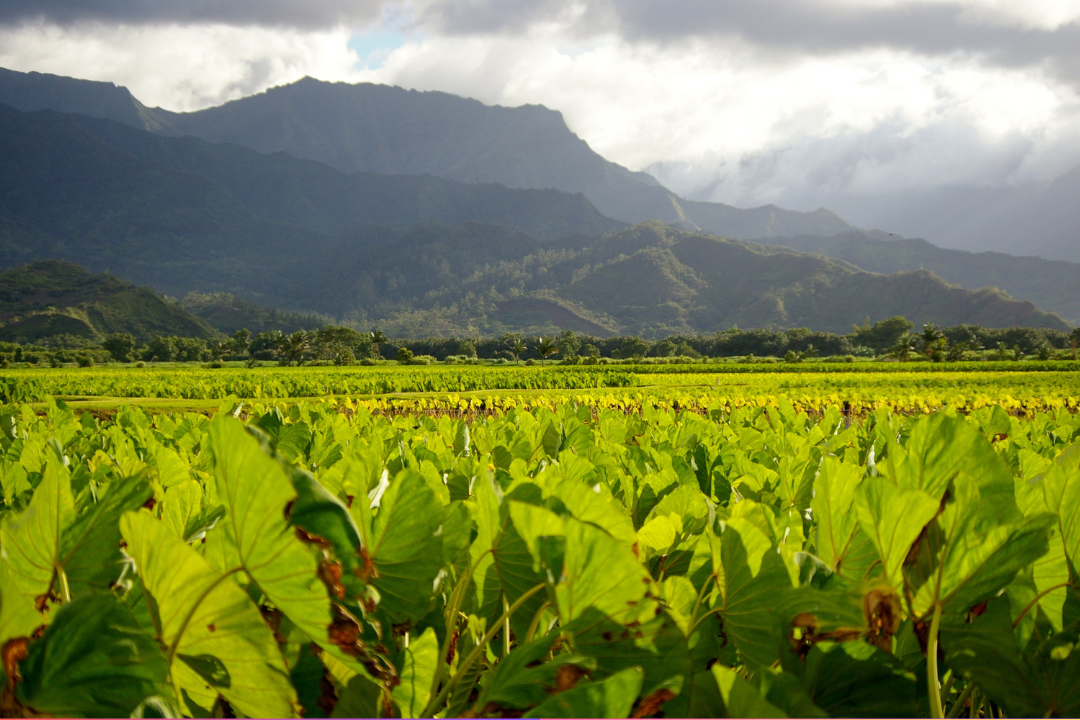 Ancient Hawaiian land system could transform sustainability's future—and it’s going viral