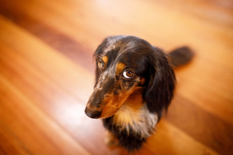 guilty dog, dog guilt, dog shame, dogs, pups