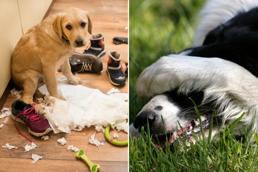 dog guilt, dog in trouble, dog shame, dogs, animal emotions