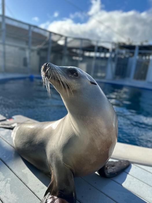 sea lions, ronan, uc santa cruz, music studies, marine mammals,