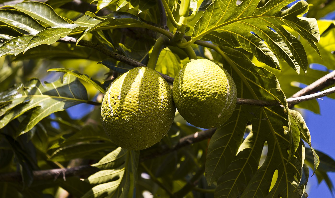 fruit, land, sustainability, Hawai'i, ahupua'a
