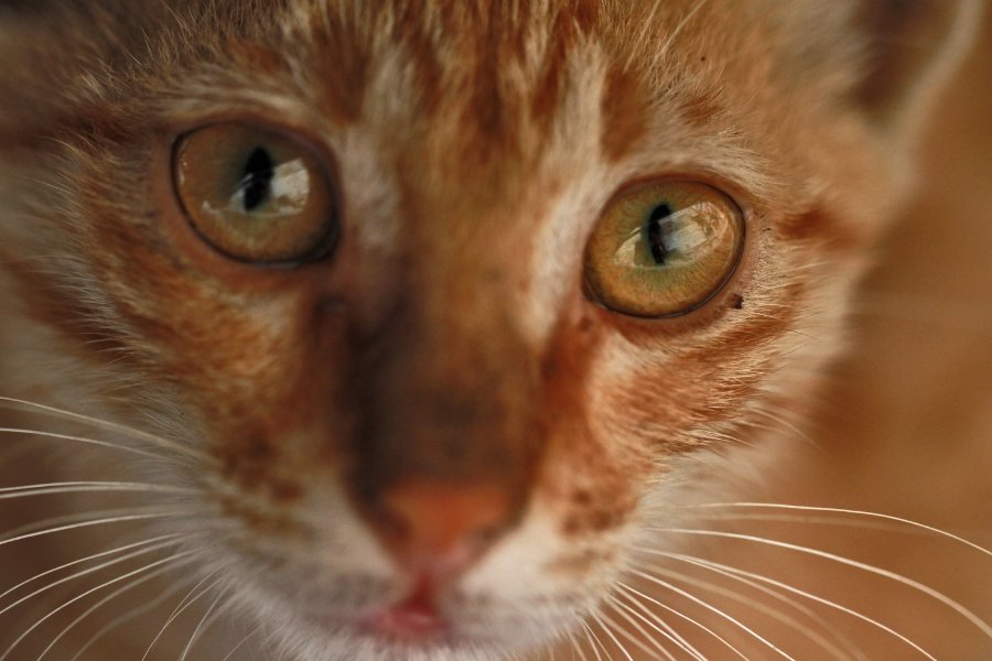 How were cats domesticated? Contrary to popular belief, it didn't start with the Egyptians.