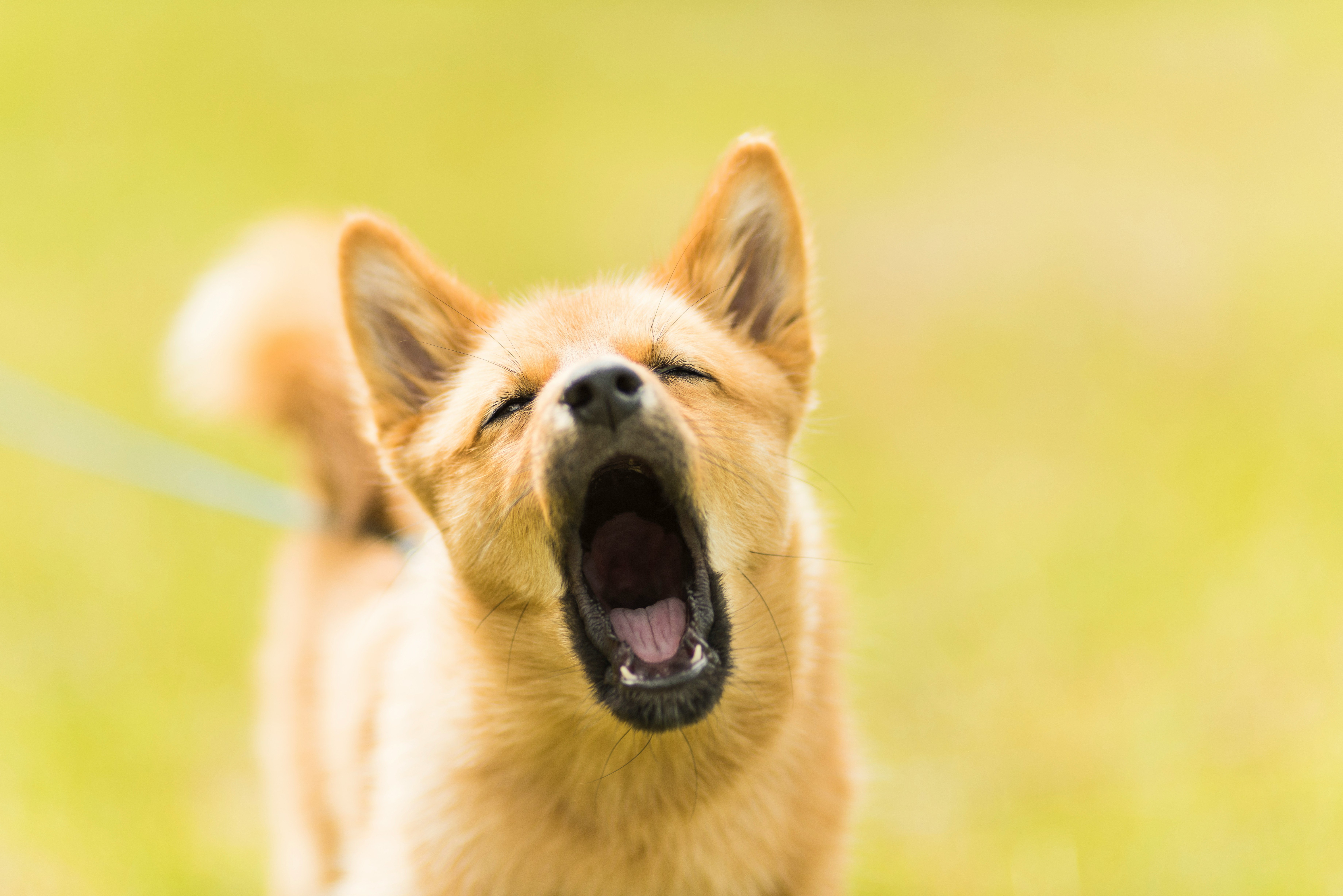 Man does the most genius voiceovers for people's pets and it's the cutest thing you'll see all day