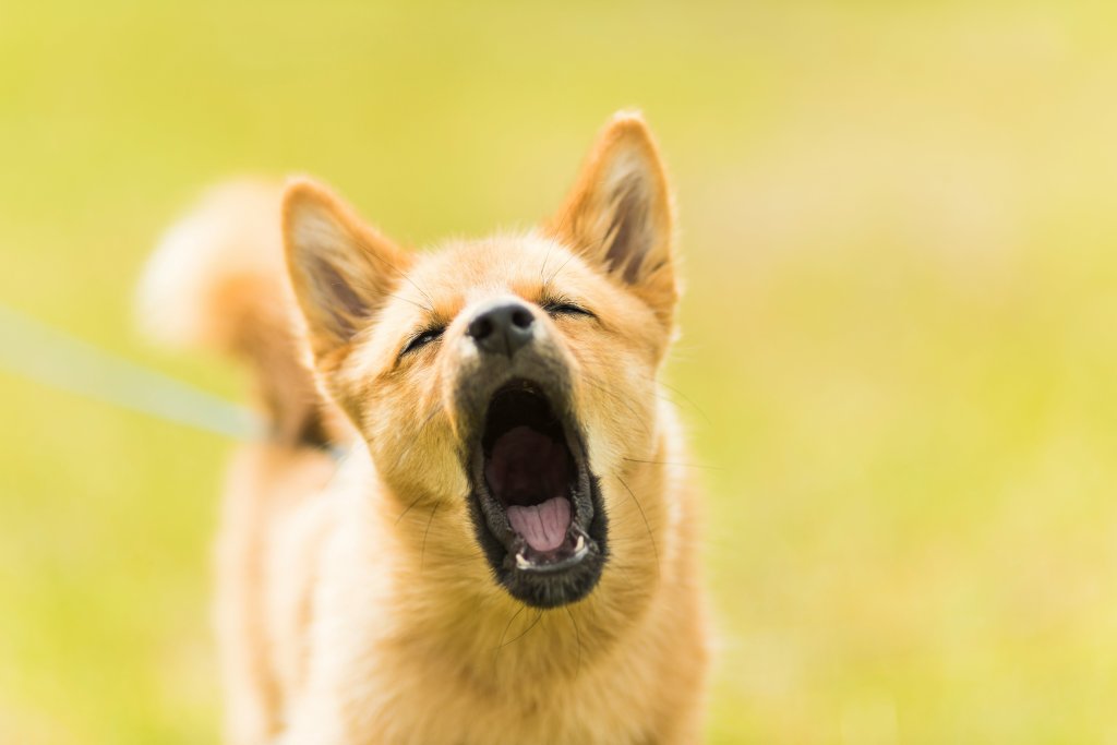 dog, talking, yawning, voiceovers, barking
