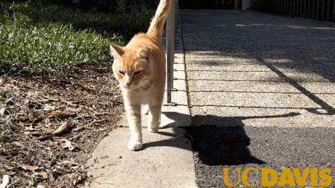 orange cat, ginger kitty, male orange cat, female orange cat, genetic mutation