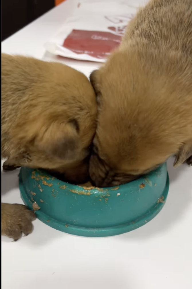 Two puppies eating out of a bowl