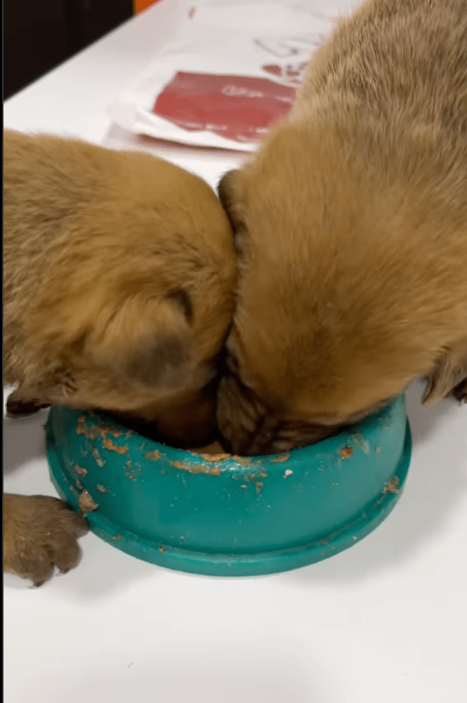 Two puppies eating out of a bowl