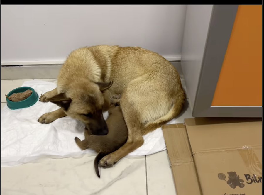 Puppy sleeping against a mother dog