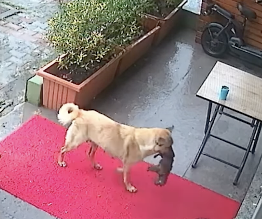 A dog with a puppy in its mouth