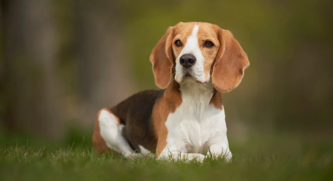 beagle, dogs, brown dog, floppy ears, grass