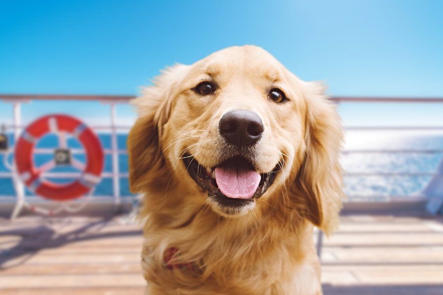 happy golden retriever on a cruise ship
