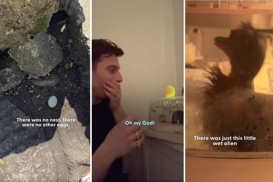 duck egg on the ground, duck egg in incubator, duckling just hatched