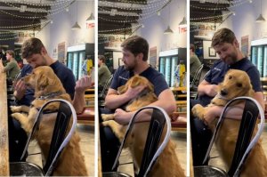 golden retriever, vet, vet visits, dog at vet, golden retriever videos, dog videos, funny dog videos