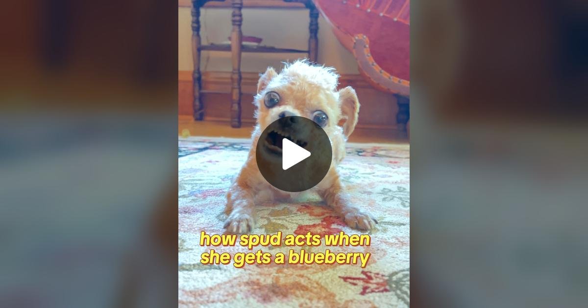 dog, spud the cryptid, tiktok, fruit, blueberry, weird pets