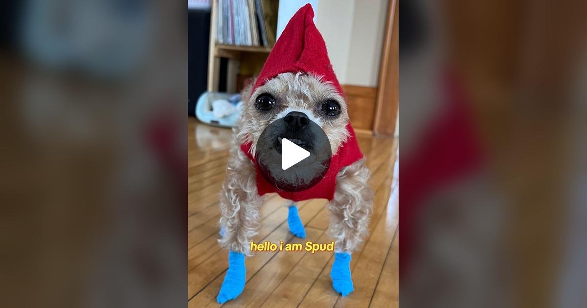 dog, spud the cryptid, tiktok, pup, viral