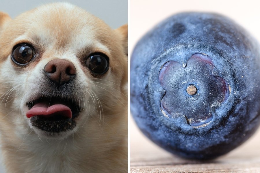 Tiny dog goes ballistic every time she sees a blueberry and it's truly a must-see situation