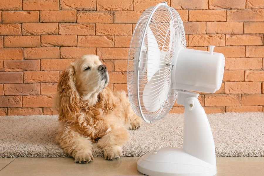 flies; summer; summer pests; get rid of flies; keep flies out; insects; summer activities; summer fun