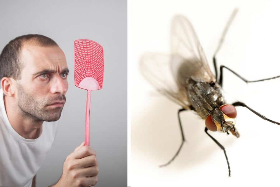 flies; summer; summer pests; get rid of flies; keep flies out; insects; summer activities; summer fun