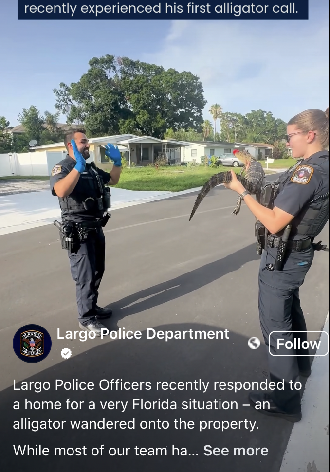 florida, florida gator, new york vs florida, cops, funny videos, funny police videos, wholesome