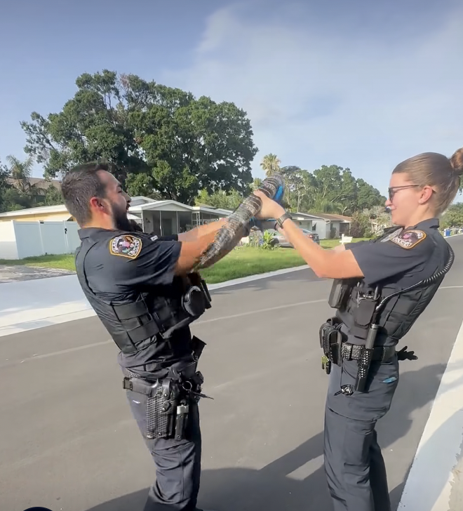 florida, florida gator, new york vs florida, cops, funny videos, funny police videos, wholesome