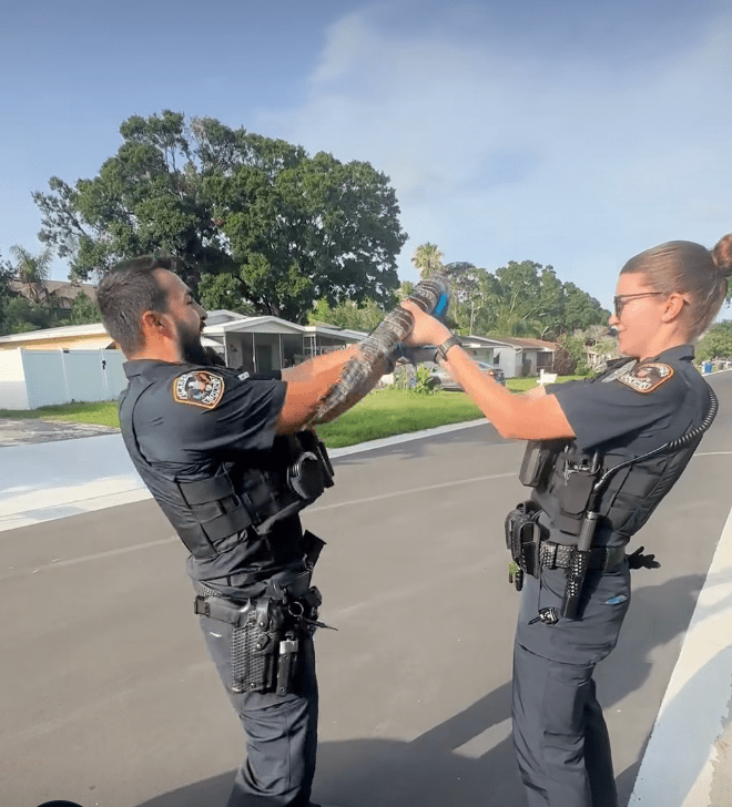florida, florida gator, new york vs florida, cops, funny videos, funny police videos, wholesome