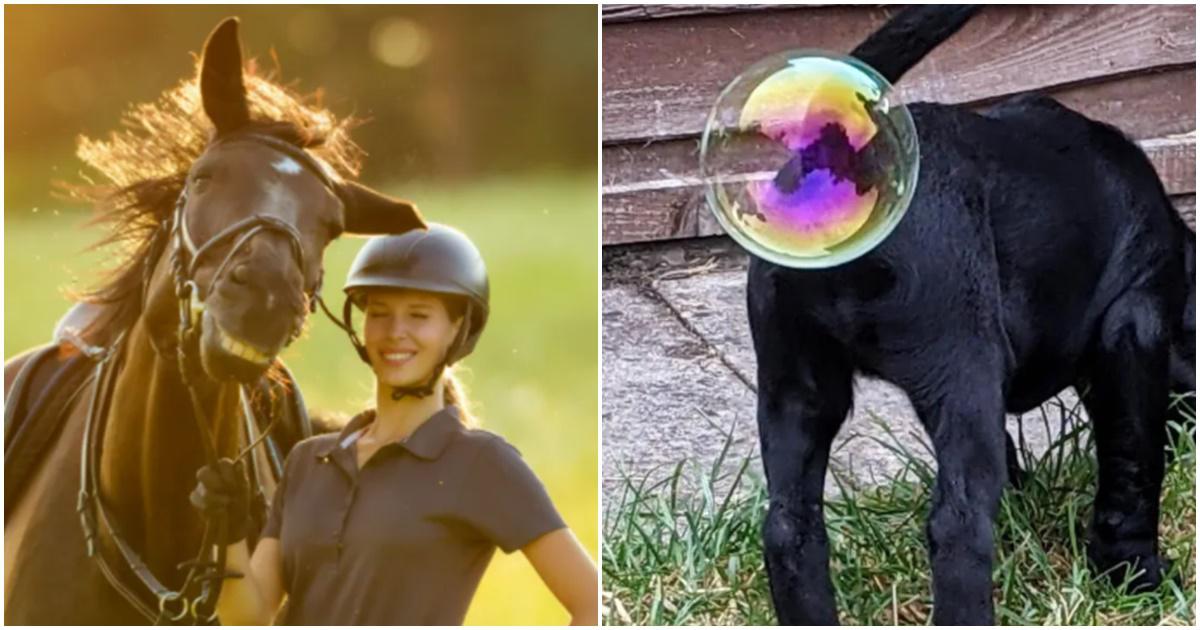 pets, animals, wildlife, comedy, dogs, cats, funny, photography, photos, viral photos, photography competition