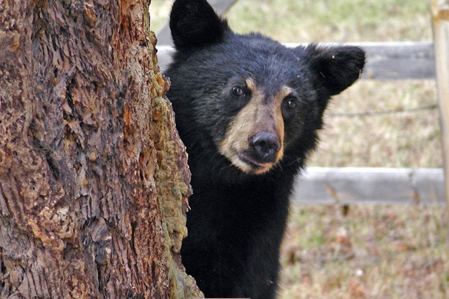bear; black bear break in; black bear; bear in nursing home; Pittsburgh nursing home