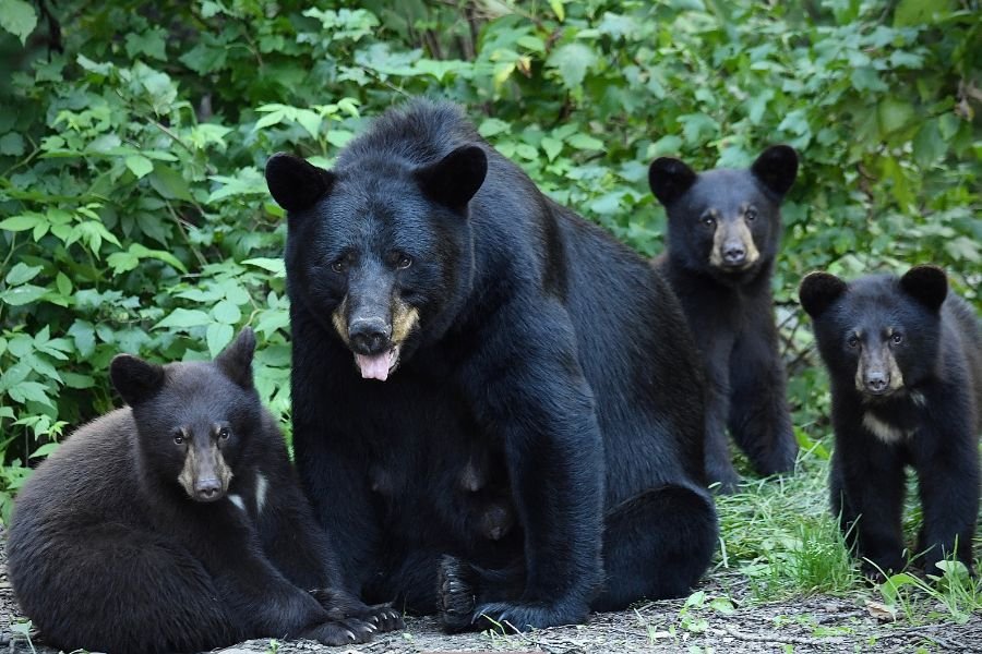bear; black bear break in; black bear; bear in nursing home; Pittsburgh nursing home