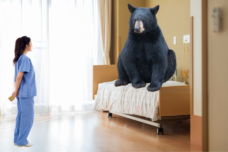 Bear breaks into a Pittsburg nursing home and tries out the beds, Goldilocks-style
