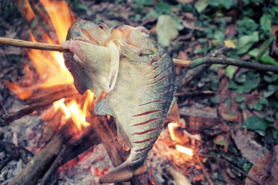 Swedish idiom, fish being cooked