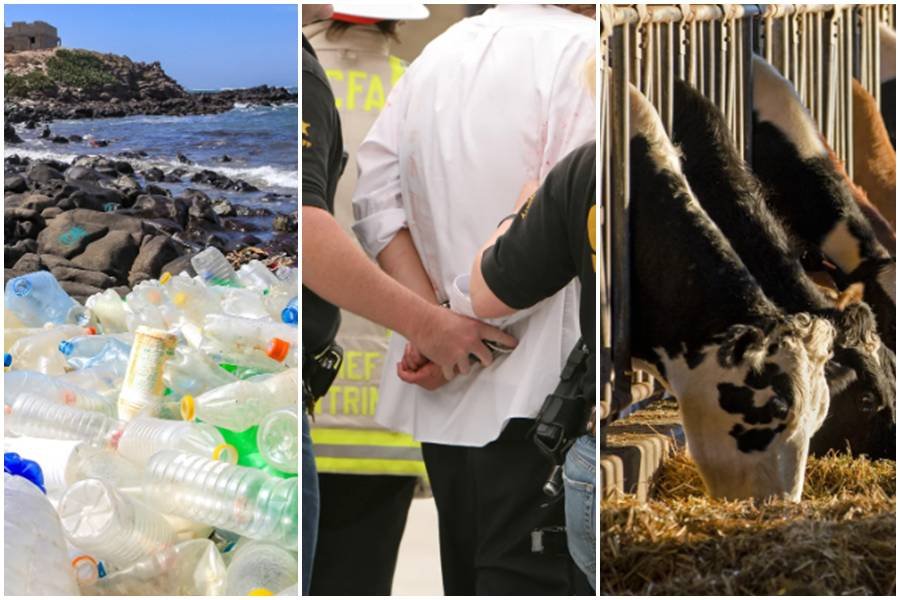 ocean plastic, arrests, factory farm, laws, pollution, hindsight