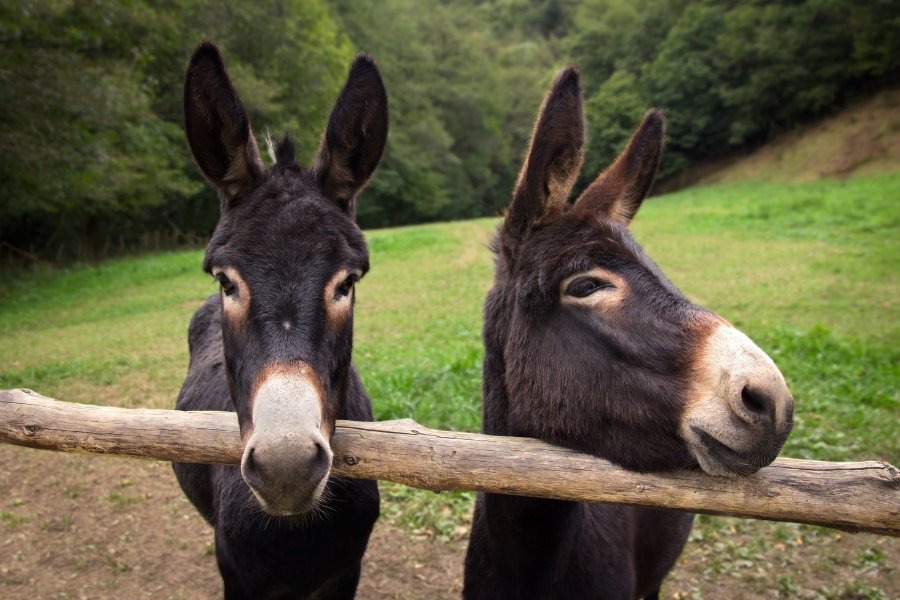 two donkeys, arabic idiom, repetition