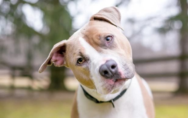 funny dog videos, the dodo, pit bulls, pibbles, dog videos, funny dogs, bishop ace