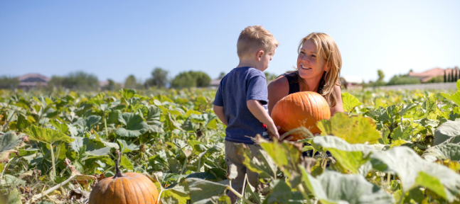 pumpkins, pumpkin patch, young boy, mom field, smiling mom 
