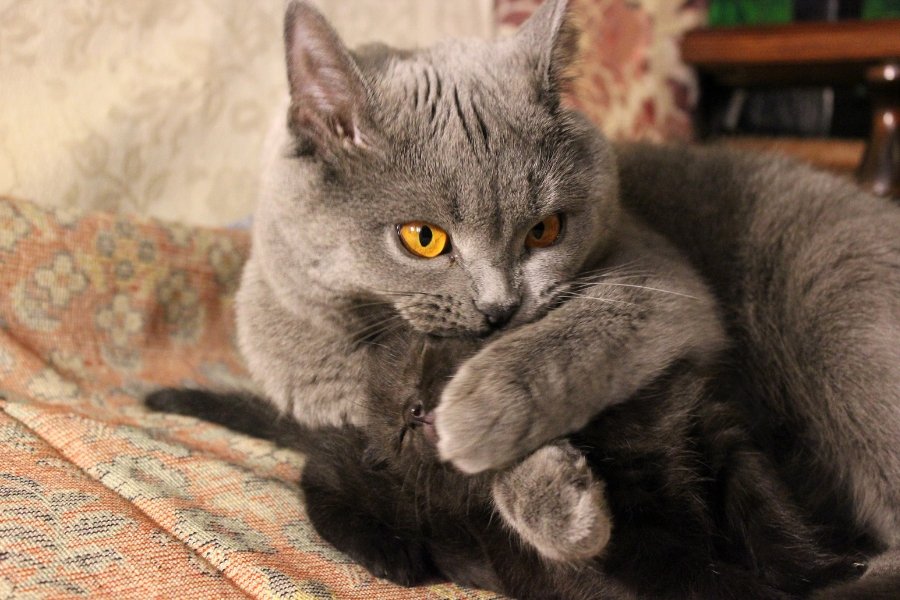 cats, mama cat, kitten, maternal instincts, parenting