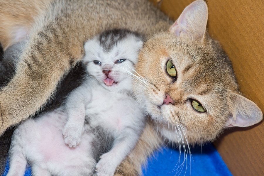 cats, mama cats, kitten, maternal instincts, cat moms