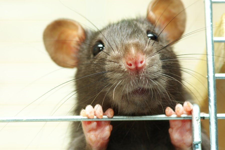 rats, rat experiment, rats driving, pet rats