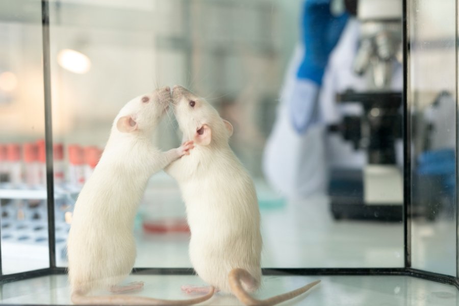 rats, rat experiment, rats driving, pet rats