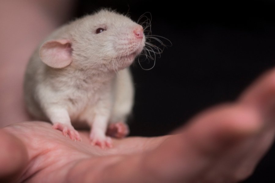 rats, rat experiment, rats driving, pet rats, holding a rat