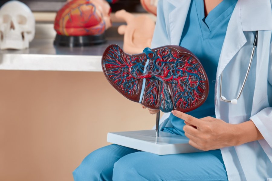 norwegian idiom, liver, model of a human liver