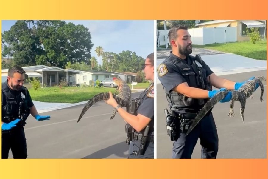Former NYC cop handles his first Florida alligator, and its a delightful 'squealing' mess
