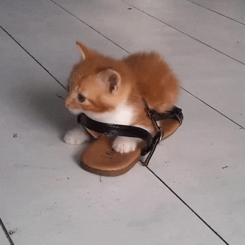 kitten, orange kitten, cat in a shoe