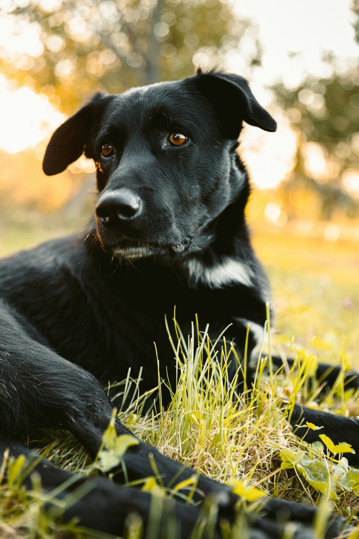dog rescue; humane society; vietnam vet; mailman saves dog; mailman rescues dog