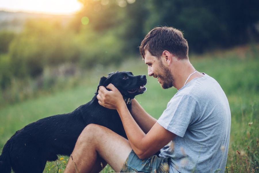 dog rescue; humane society; vietnam vet; mailman saves dog; mailman rescues dog