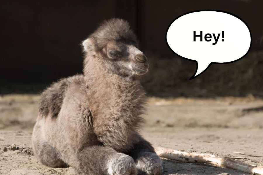 Sweet baby camel greets her caregiver in the most adorable but uncannily human-like way