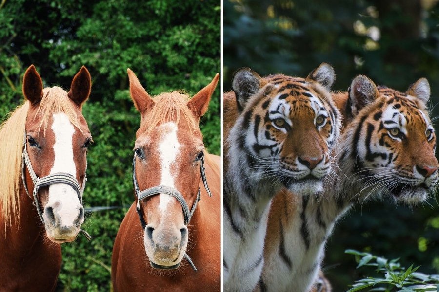 two horses, two tigers, chinese idiom